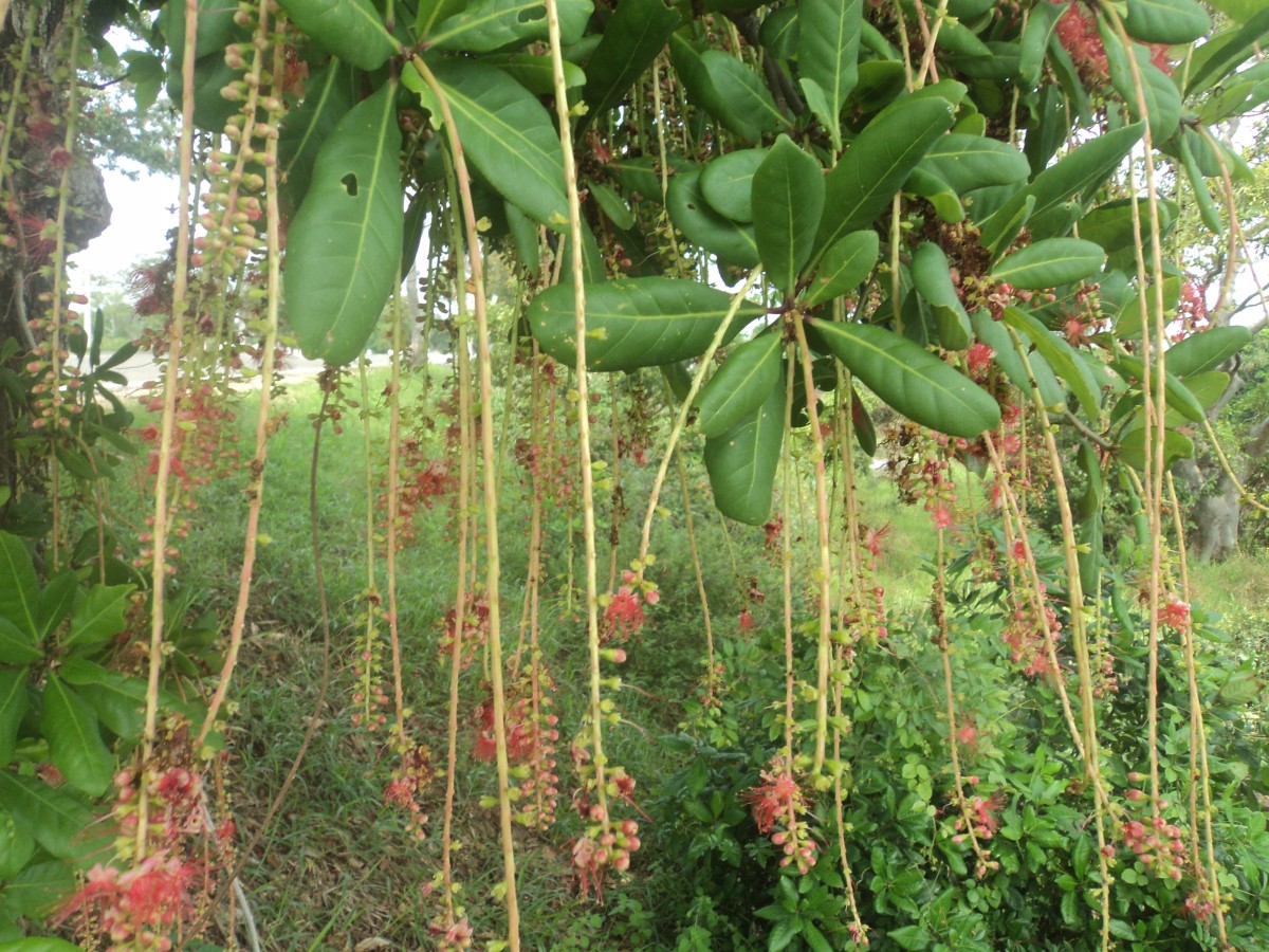 Barringtonia acutangula (L.) Gaertn.